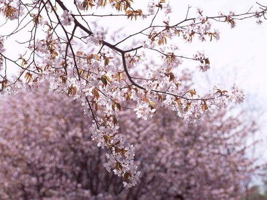 アサーティブ　桜