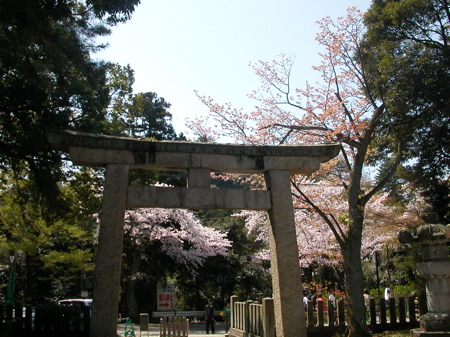福井　足羽神社の桜
